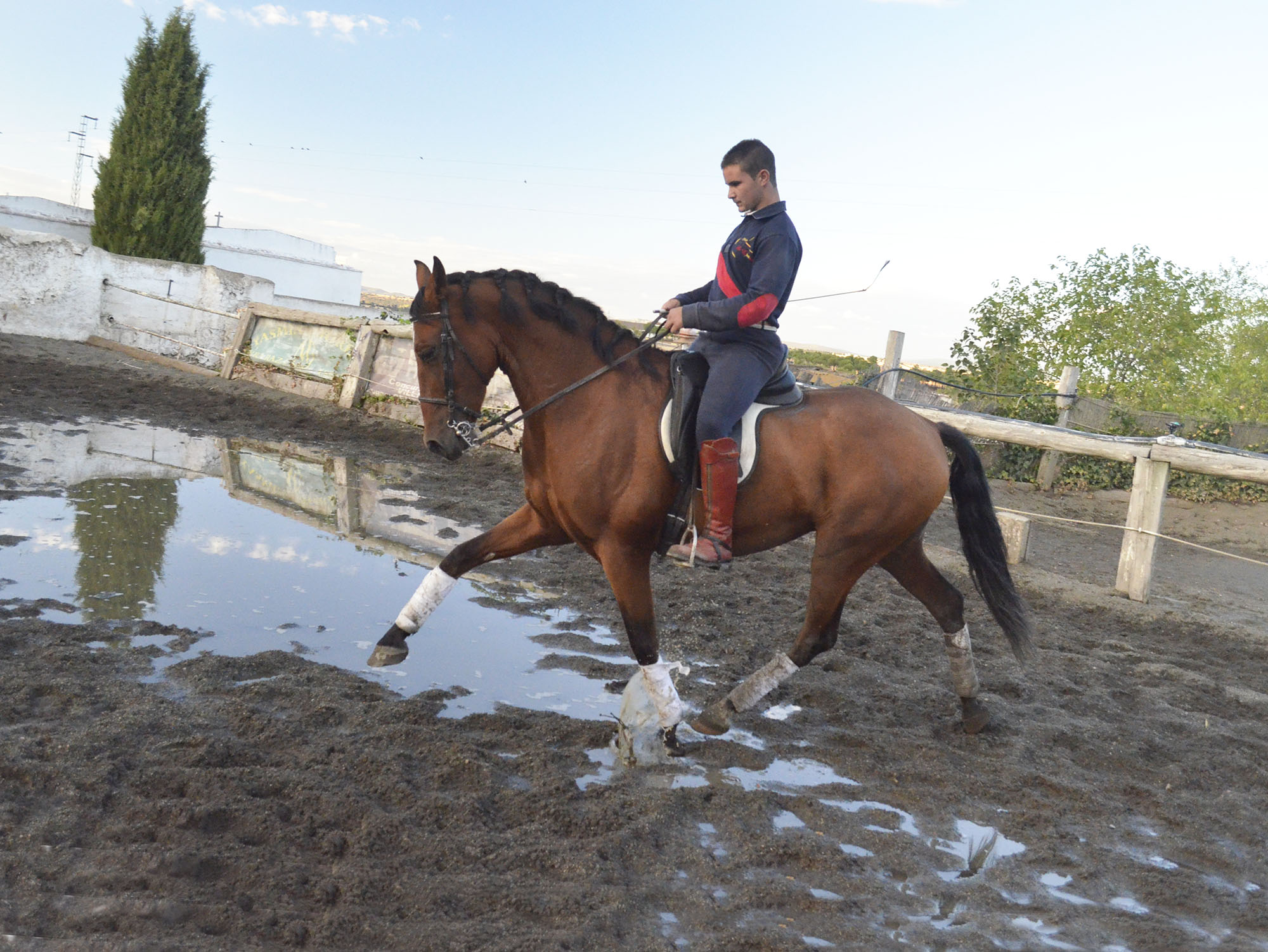 Caballo en Venta